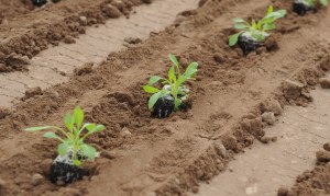 Forget politics: To save conservative values, fund universities instead