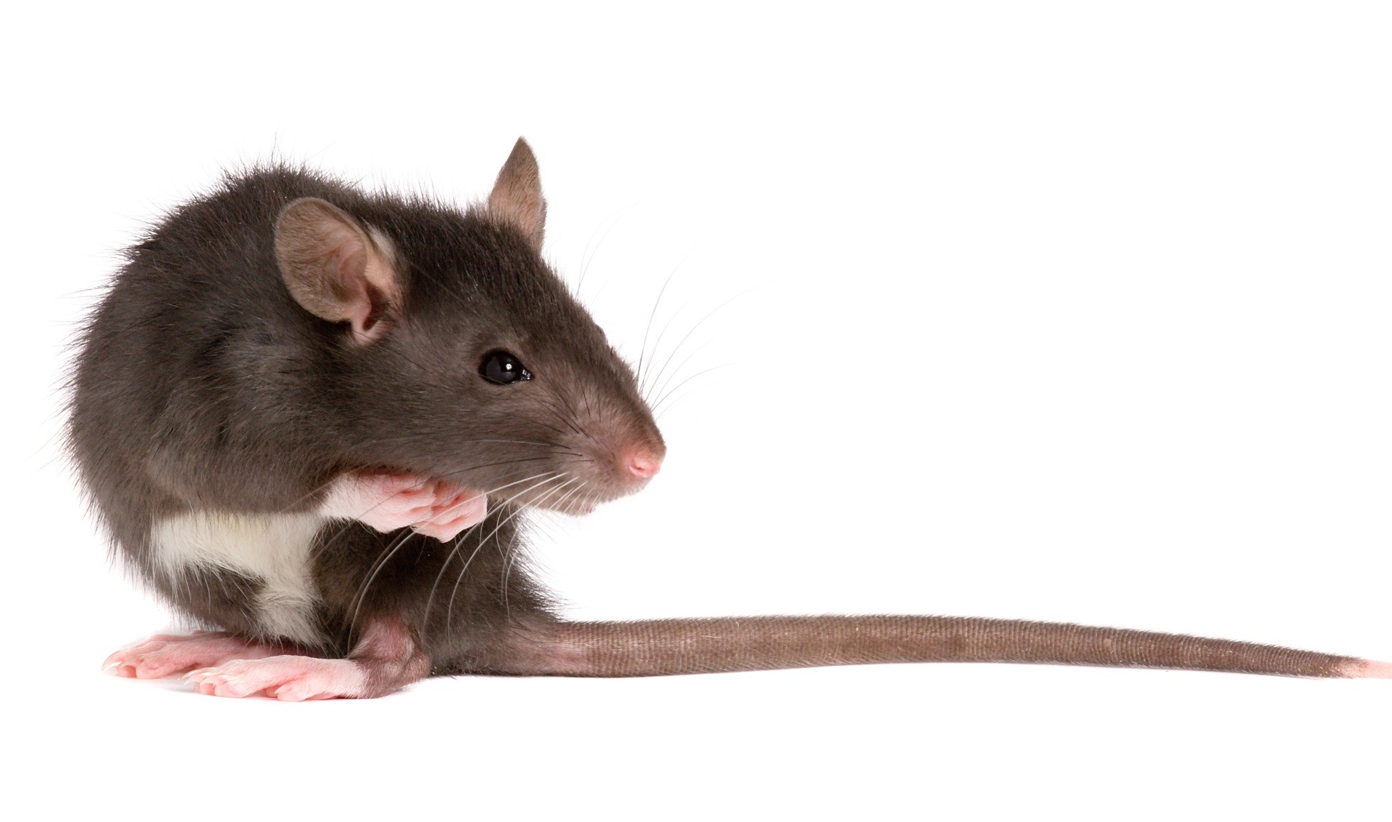 Gm Rats Return of the genetically modified rats - UnHerd