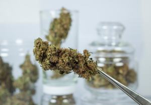 Under-reported: The normalisation of (very potent forms of) marijuana