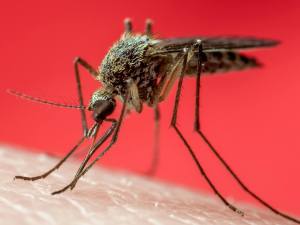 Should we commit mosquito genocide?