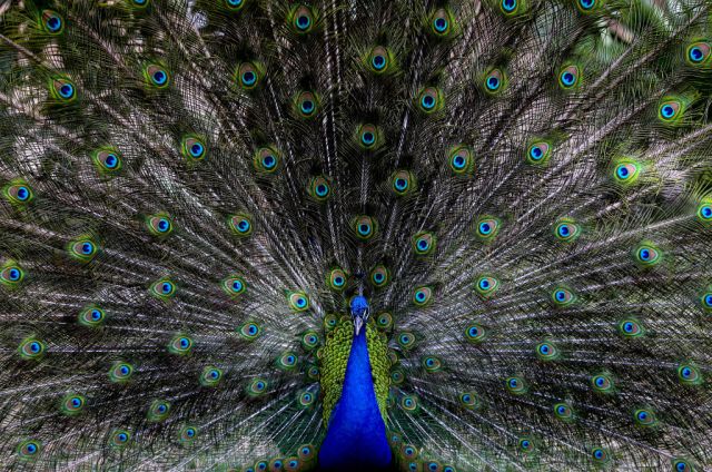 What’s the point of sex?