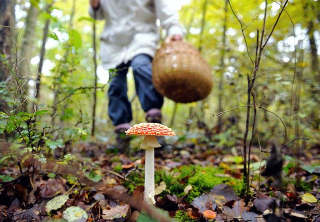 Fungi have totted up one billion years on earth. An "Amanite Tue Mouche" (fly agaric). Credit: Philippe Huguen / AFP / Getty