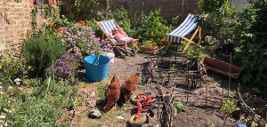 The suburban joy of keeping chickens