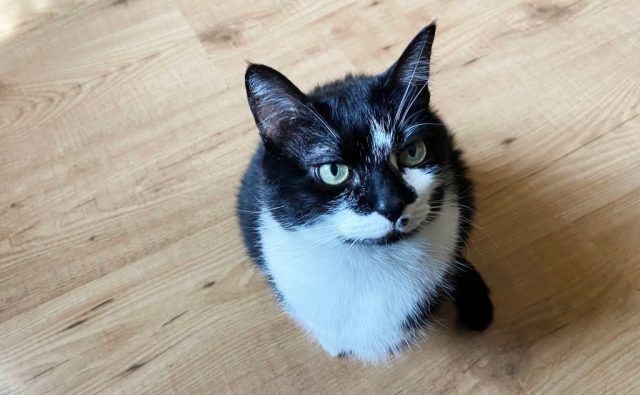 Humans don’t know how to be happy