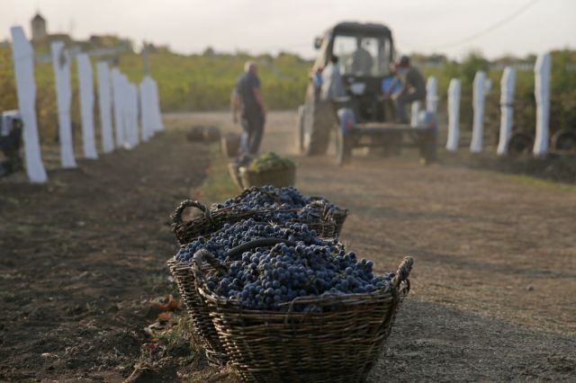 Bad taste is killing good wine