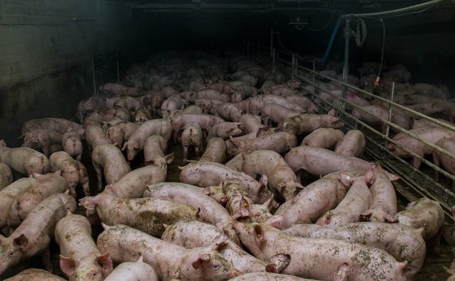 Factory farming will kill us all
