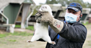 Just what we need: a mutant mink plague