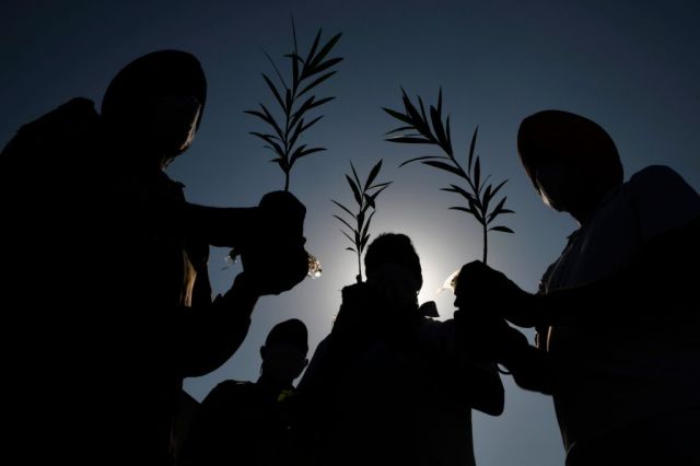 Stop planting more trees!