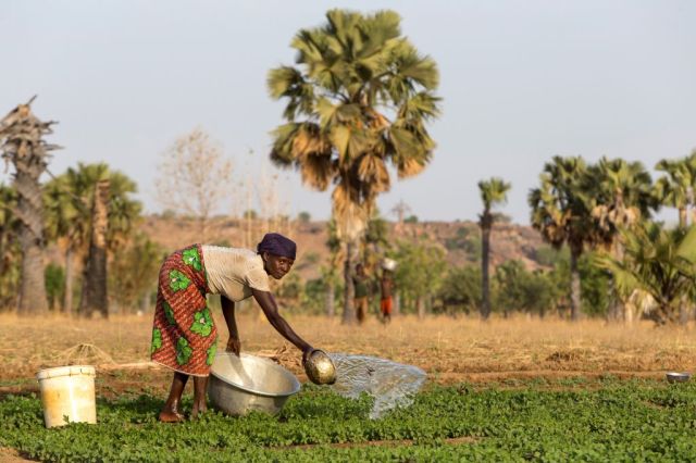A woman waters her field in Karsome, Togo. 