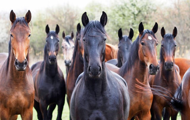 Why is bestiality so disgusting?