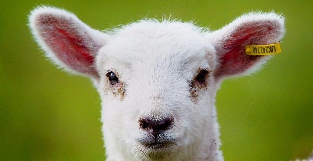 Why we shouldn’t eat lamb