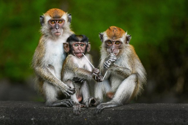 Credit: Mohd Rasfan/AFP/Getty