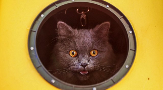 We infantilise cats as "fur-babies". Jam Sta Rosa/AFP/Getty Images