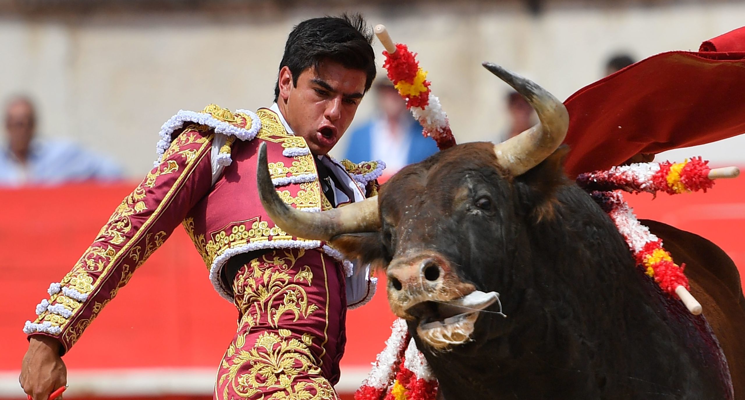 France, the last bastion of bullfighting - UnHerd