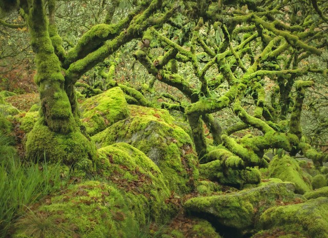 The magic of Britain’s rainforests