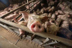How to save Britain's pig farms