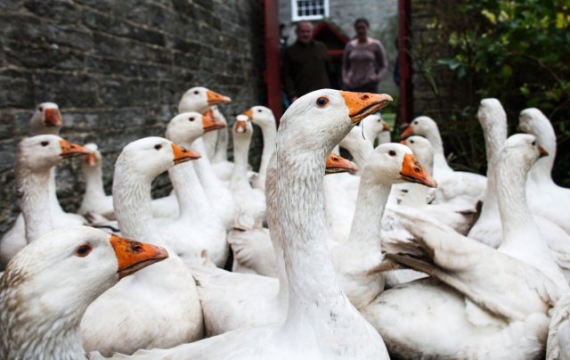 Why food should be more expensive