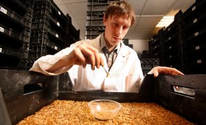 The EU officially puts bugs on the menu