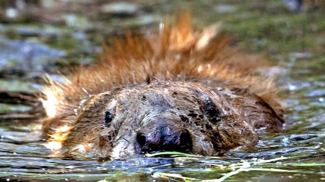 Beavers are tormenting Britain