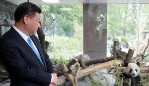 China's panda diplomacy isn't as cuddly as it seems