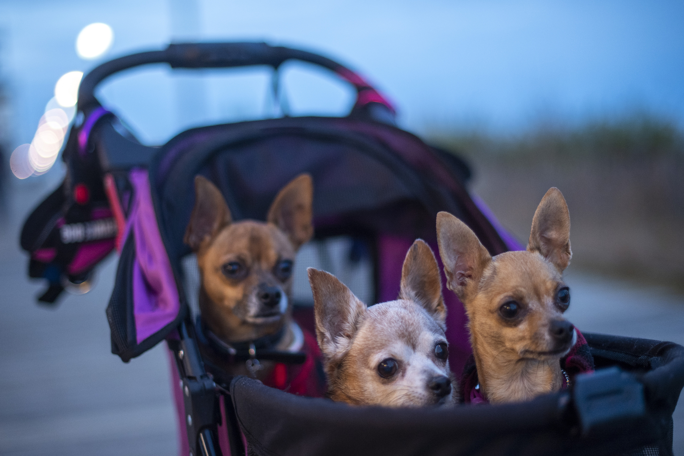 Unleashing Joy: The Best Dog Toys of 2023 - Canine Campus Dog Daycare &  Boarding