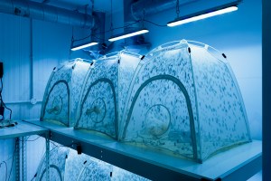 Will we end up eating insects?