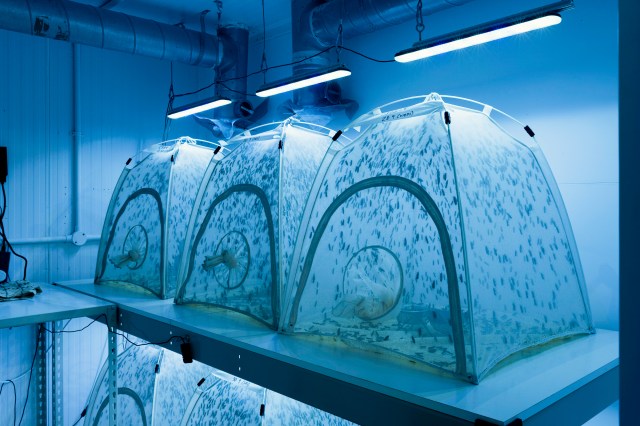 Will we end up eating insects?