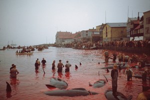 Why Faroe Islanders kill whales