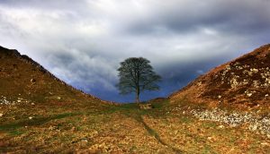 The felled Sycamore Gap tree leaves a hole in Northumbrians' hearts