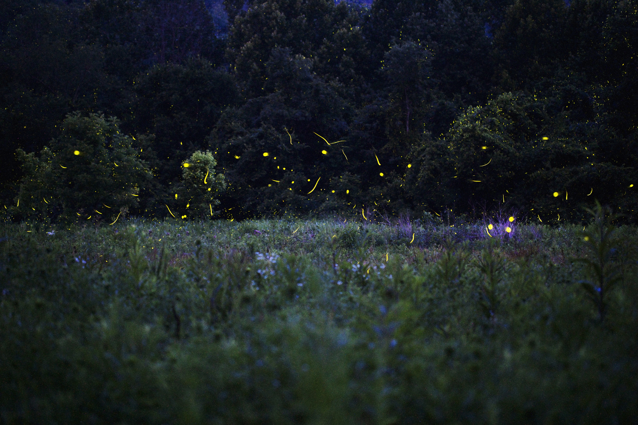 real fireflies