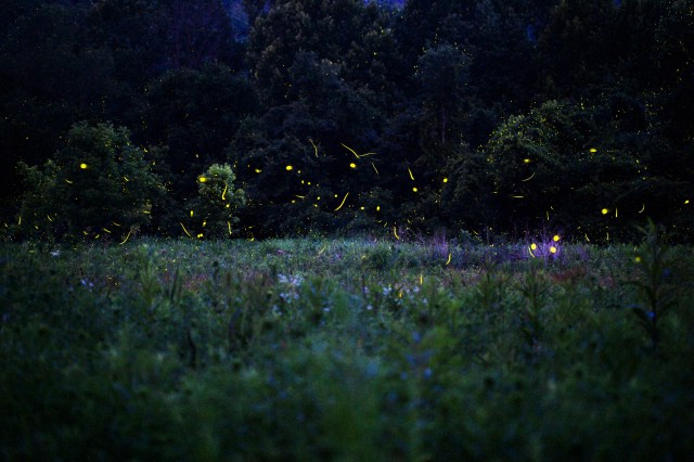 The dying light of fireflies
