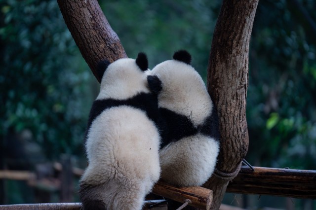The bewitching power of the panda (Li Hongbo/VCG via Getty Images)