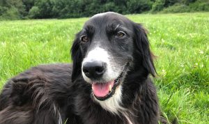 Farewell to my Princess Diana dog