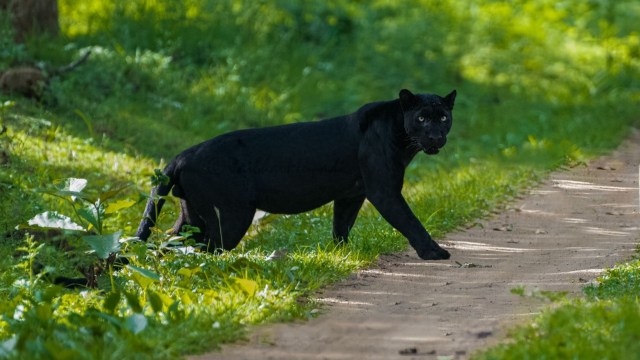 Black panthers are roaming Britain