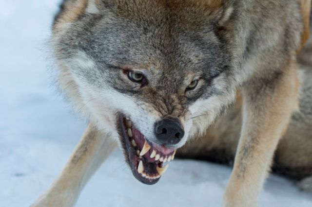 The wolves are mocking you. Wolfgang Kaehler/LightRocket/ Getty Images
