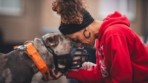 Why the fight dog business is booming