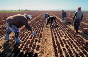Trump’s new farm rule betrays American workers