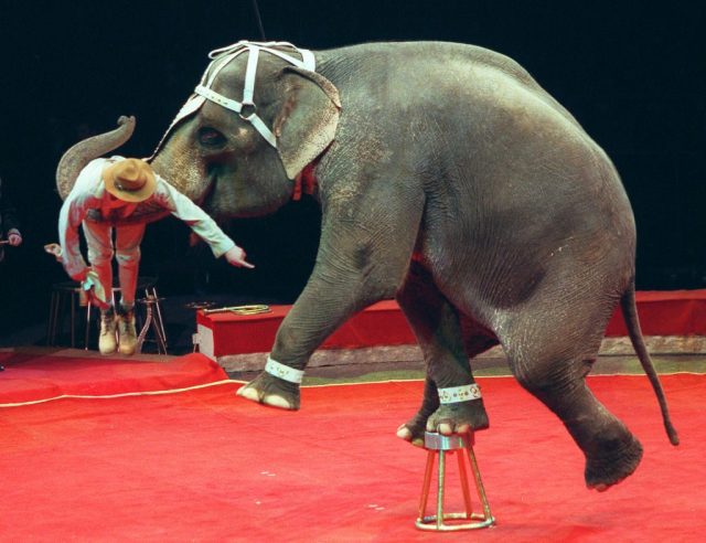 Where circus elephants spend Christmas