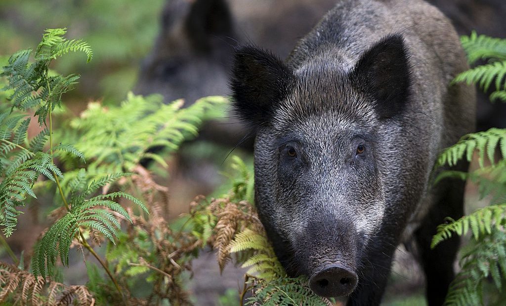 Can boars make Britain great again?
