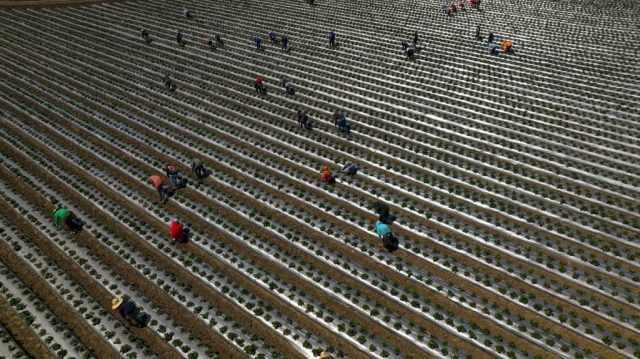 How Trump scams border hawks