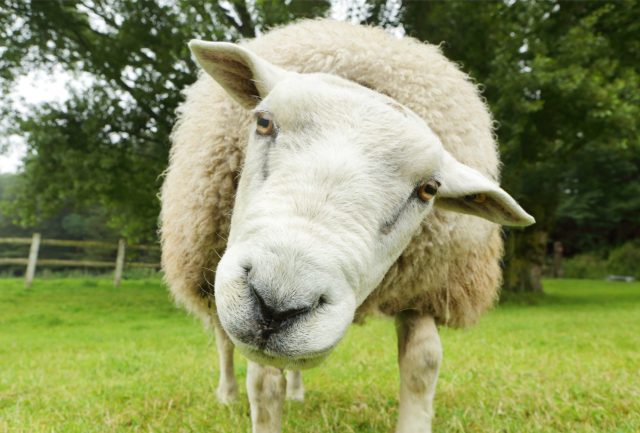Why humans dream of sheep