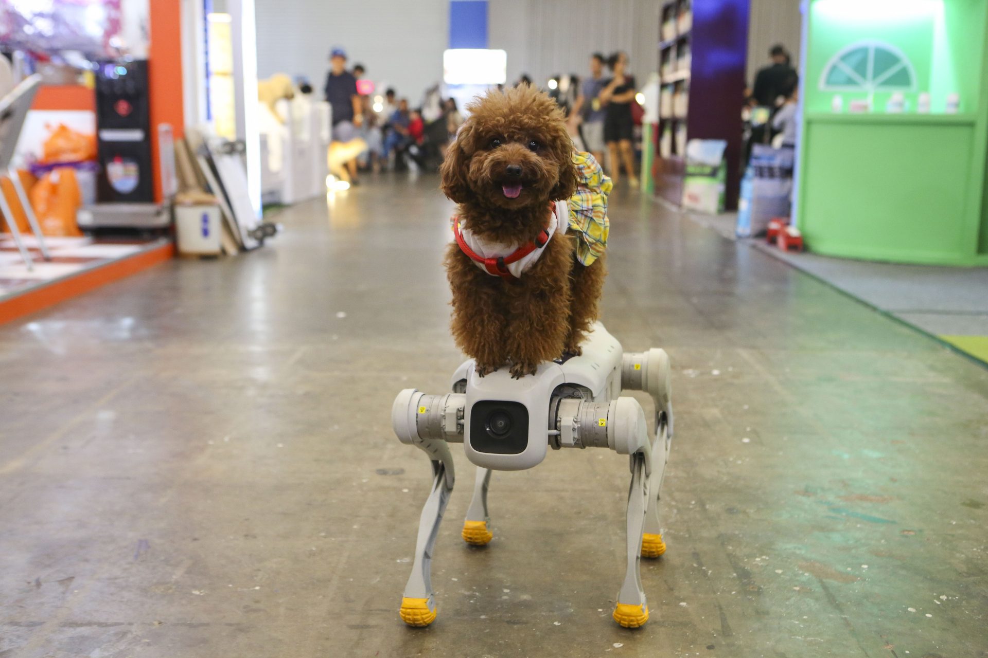 Robo-dogs will ruin your life