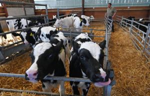 The decline of dairy farmers is a rural tragedy