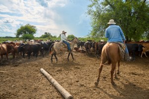 Trump is sacrificing ranchers for cheaper beef