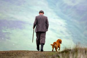 Are labradors really far-Right?