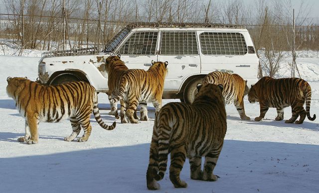 A life with Siberian tigers